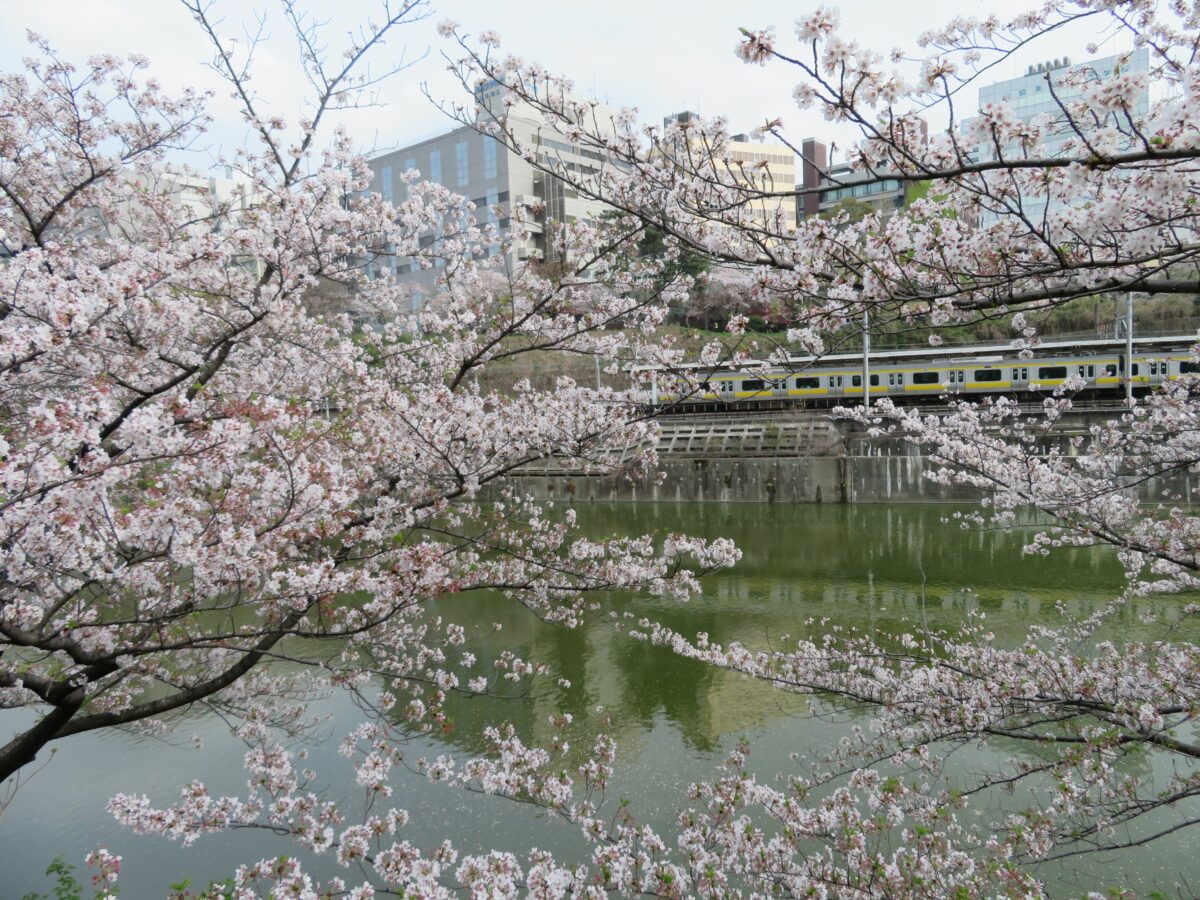 【総武線で車窓花見】飯田橋～市ケ谷で姿を消すことがない外濠沿いの桜