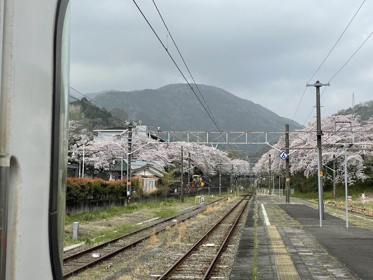 御殿場線山北駅 桜のトンネルを通過する御殿場線 オマツリジャパン あなたと祭りをつなげるメディア