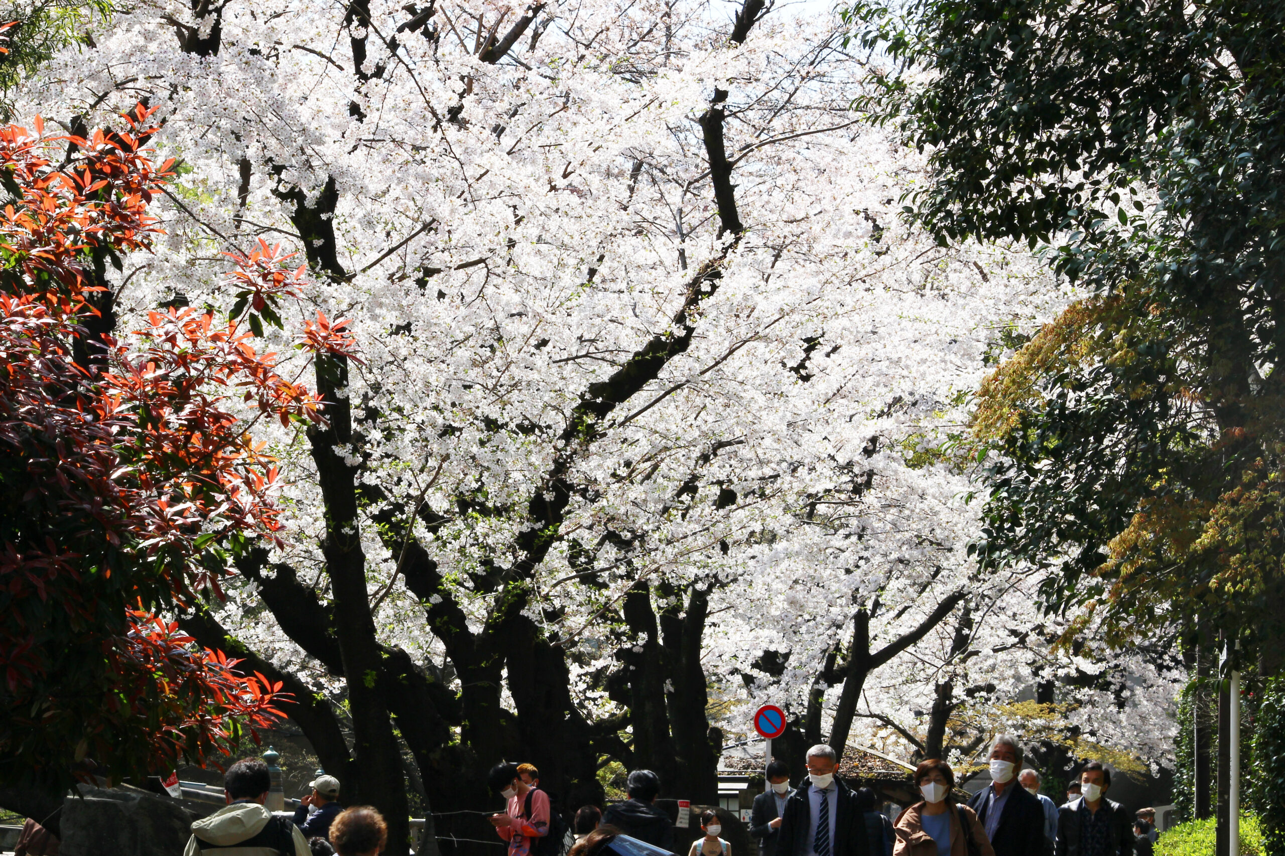 音無親水公園は北区の桜の名所！江戸時代から続く、風光明媚な観光地｜株式会社オマツリジャパン