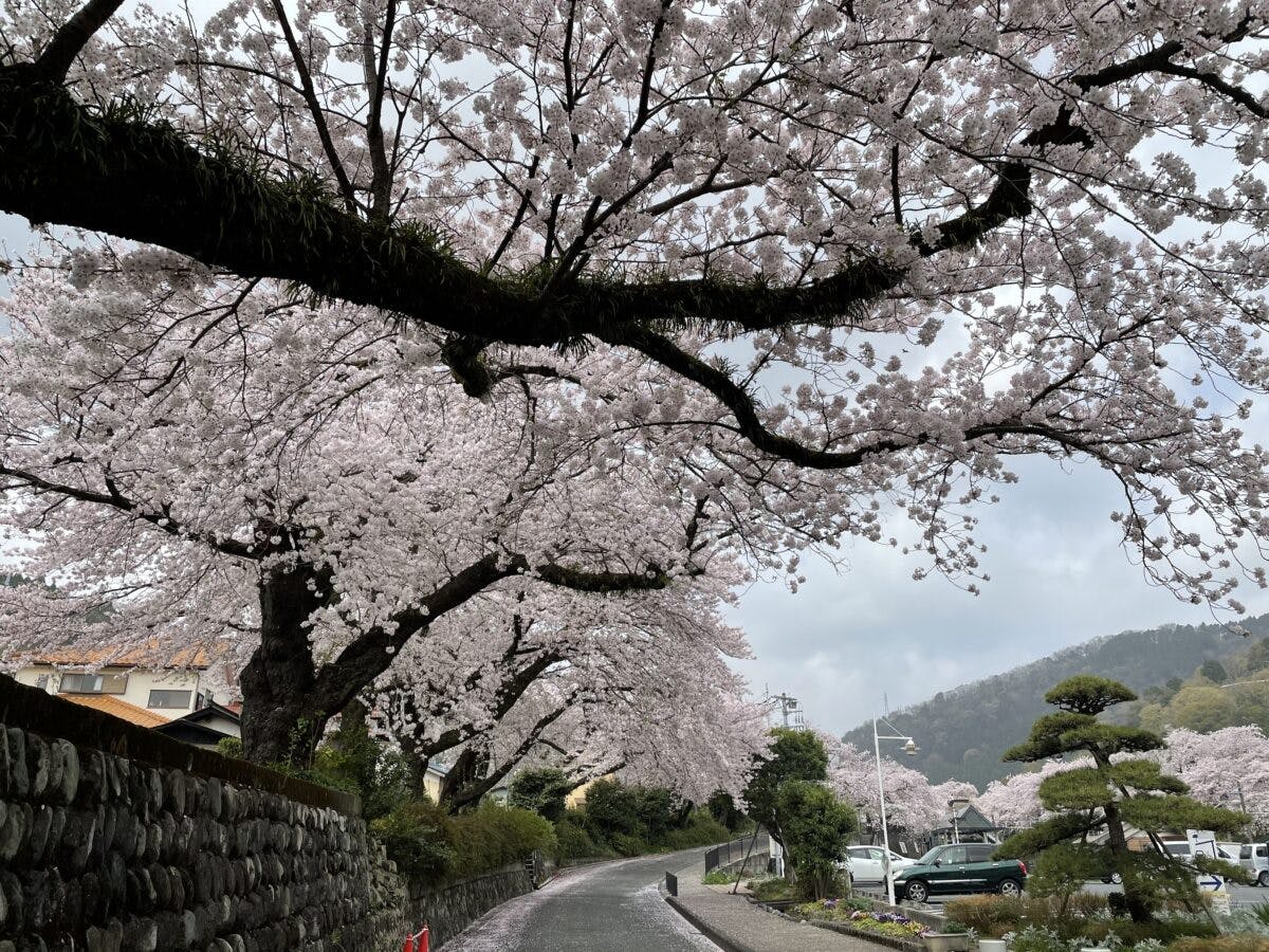 御殿場線山北駅 桜のトンネルを通過する御殿場線 オマツリジャパン あなたと祭りをつなげるメディア