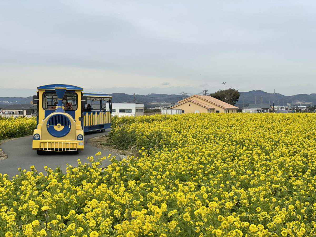 ソレイユの丘 なのはなまつり