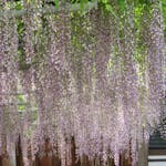 宮久保山高圓寺藤まつりで楽しめる推定樹齢200年を超える長寿藤、その魅力とは。
