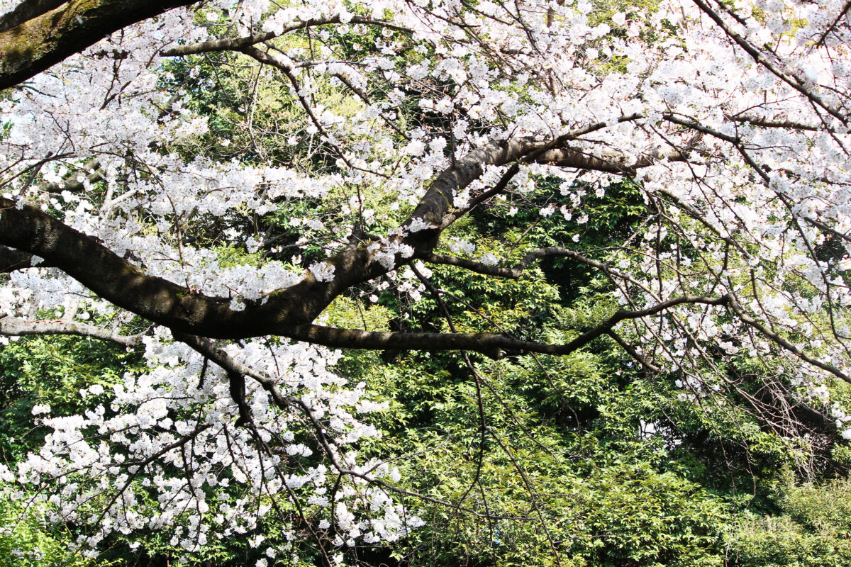 名主の滝公園、滝の名所を満開の桜が彩る。王子名物の玉子焼きも登場！？