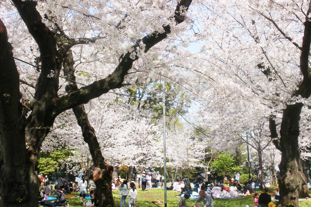 飛鳥山公園は日本で最初に公園指定された桜スポット！渋沢栄一の邸宅跡も