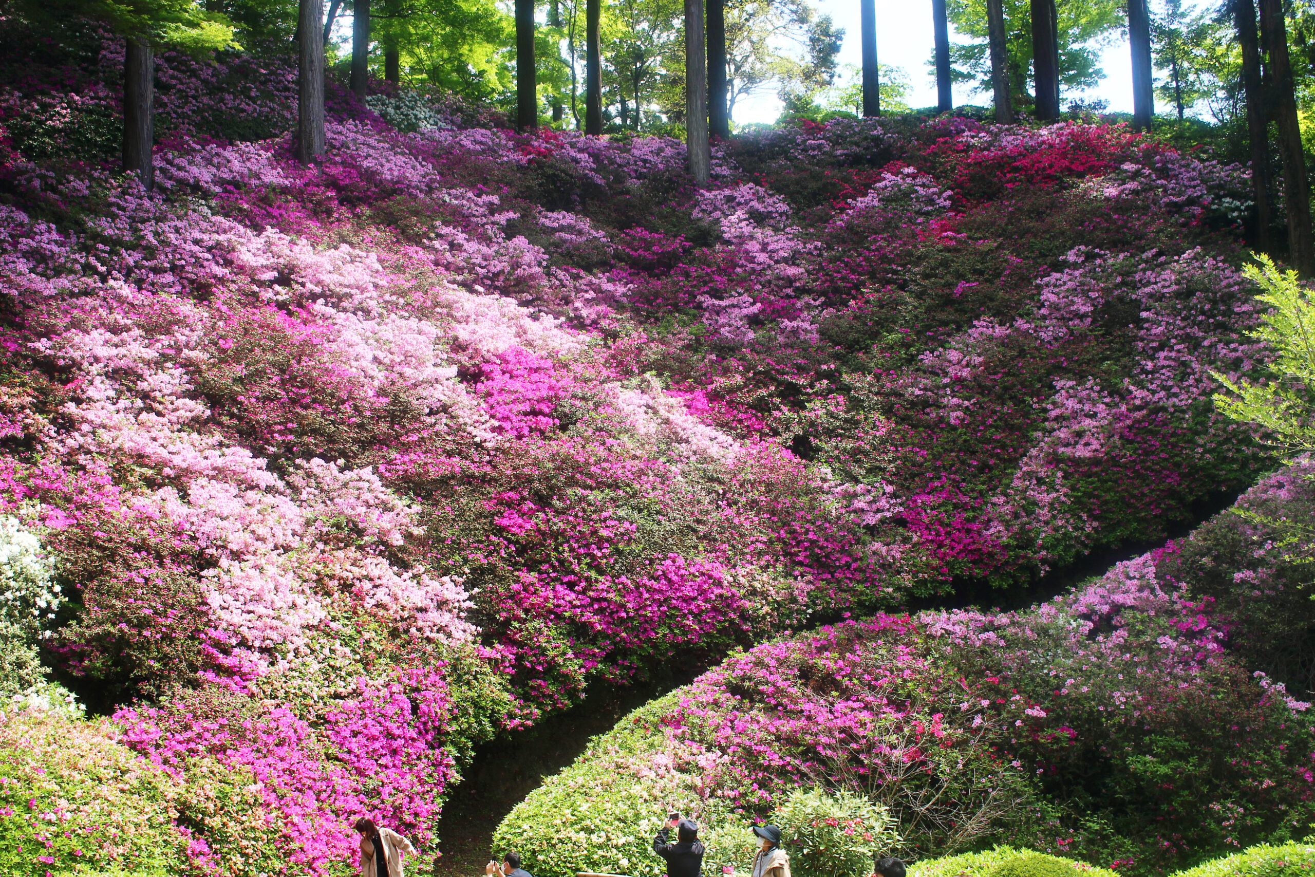 大興善寺つつじまつり