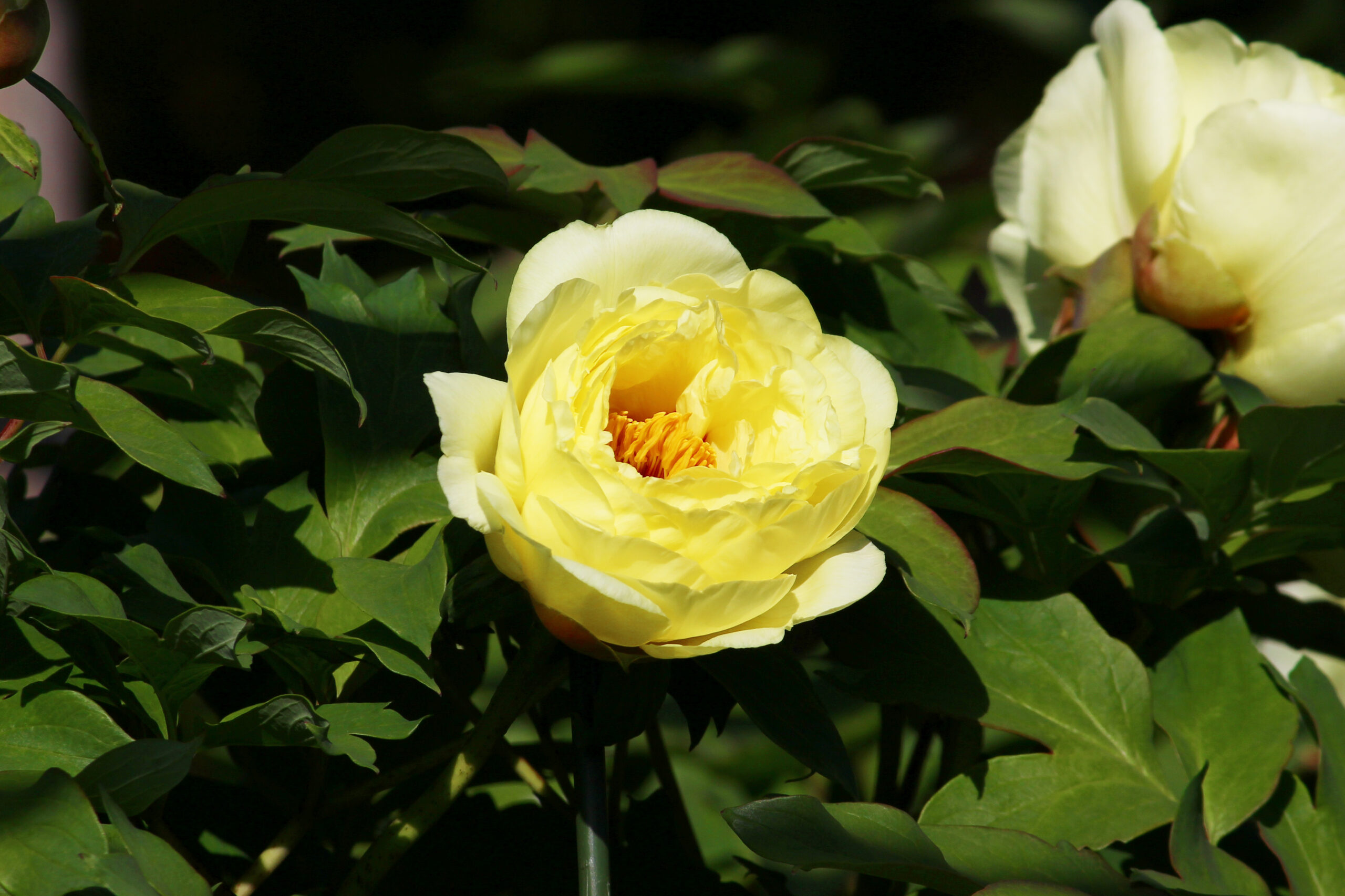 ぼたんと芍薬まつり