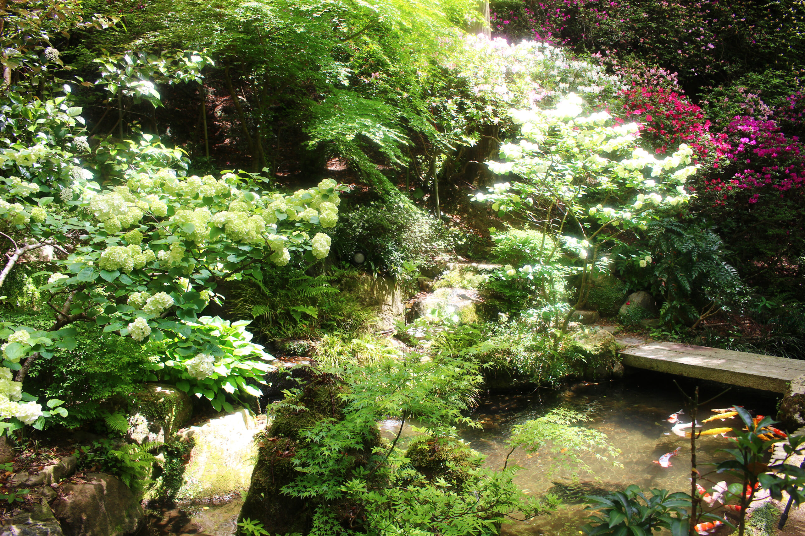 大興善寺つつじまつり