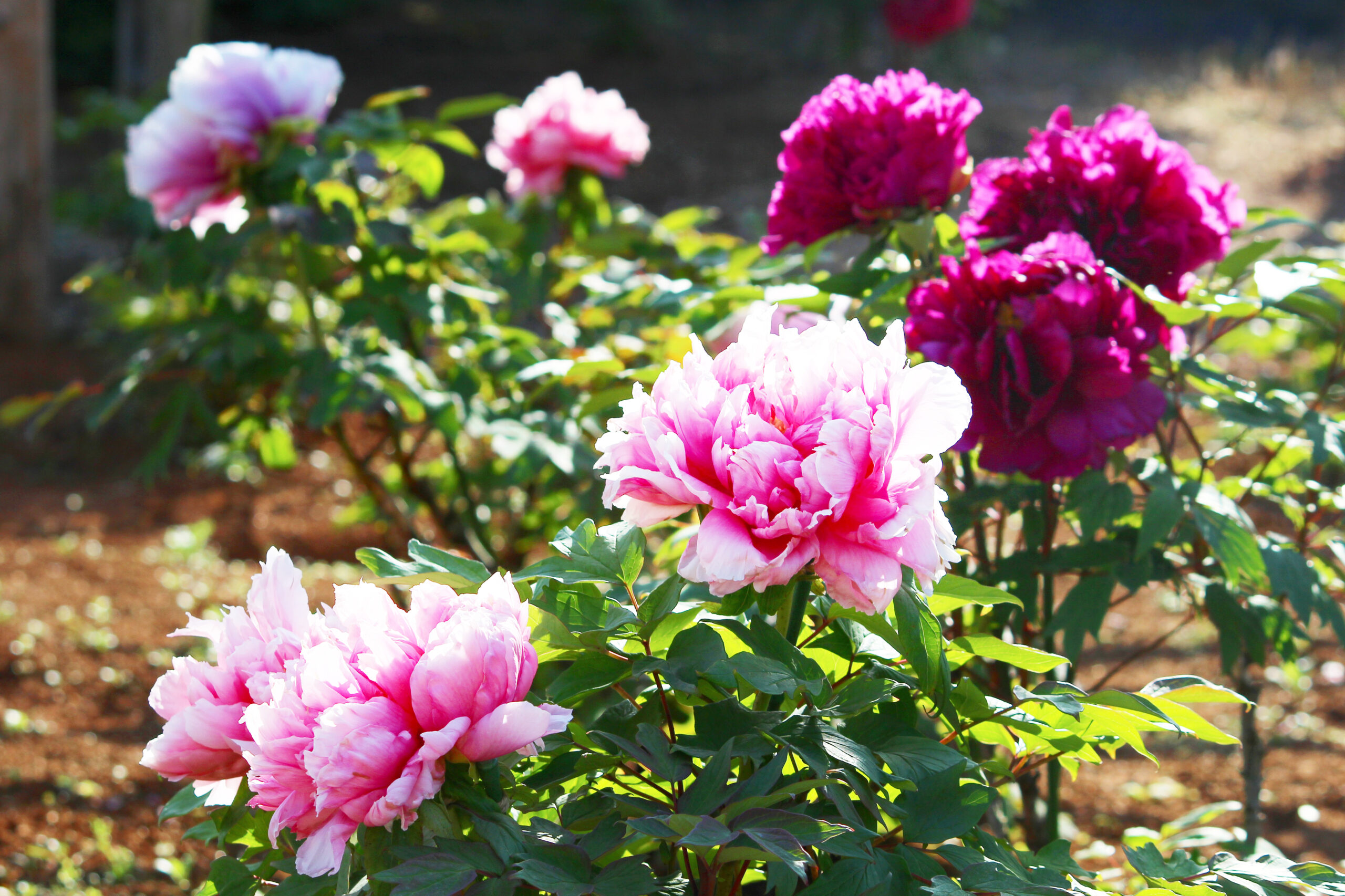 ぼたんと芍薬まつり