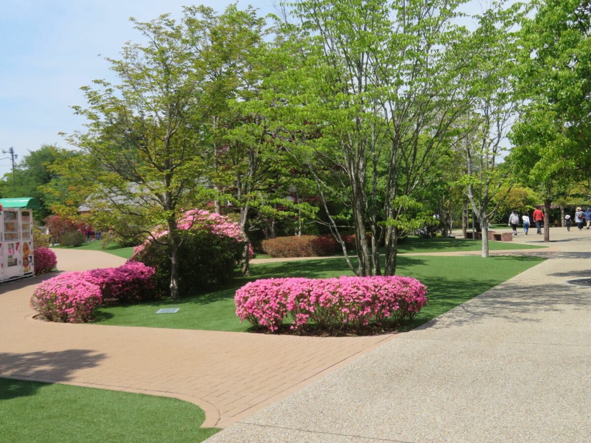 清水公園つつじまつりを彩る品種は 園内には春から初夏の花が勢揃い オマツリジャパン 毎日 祭日