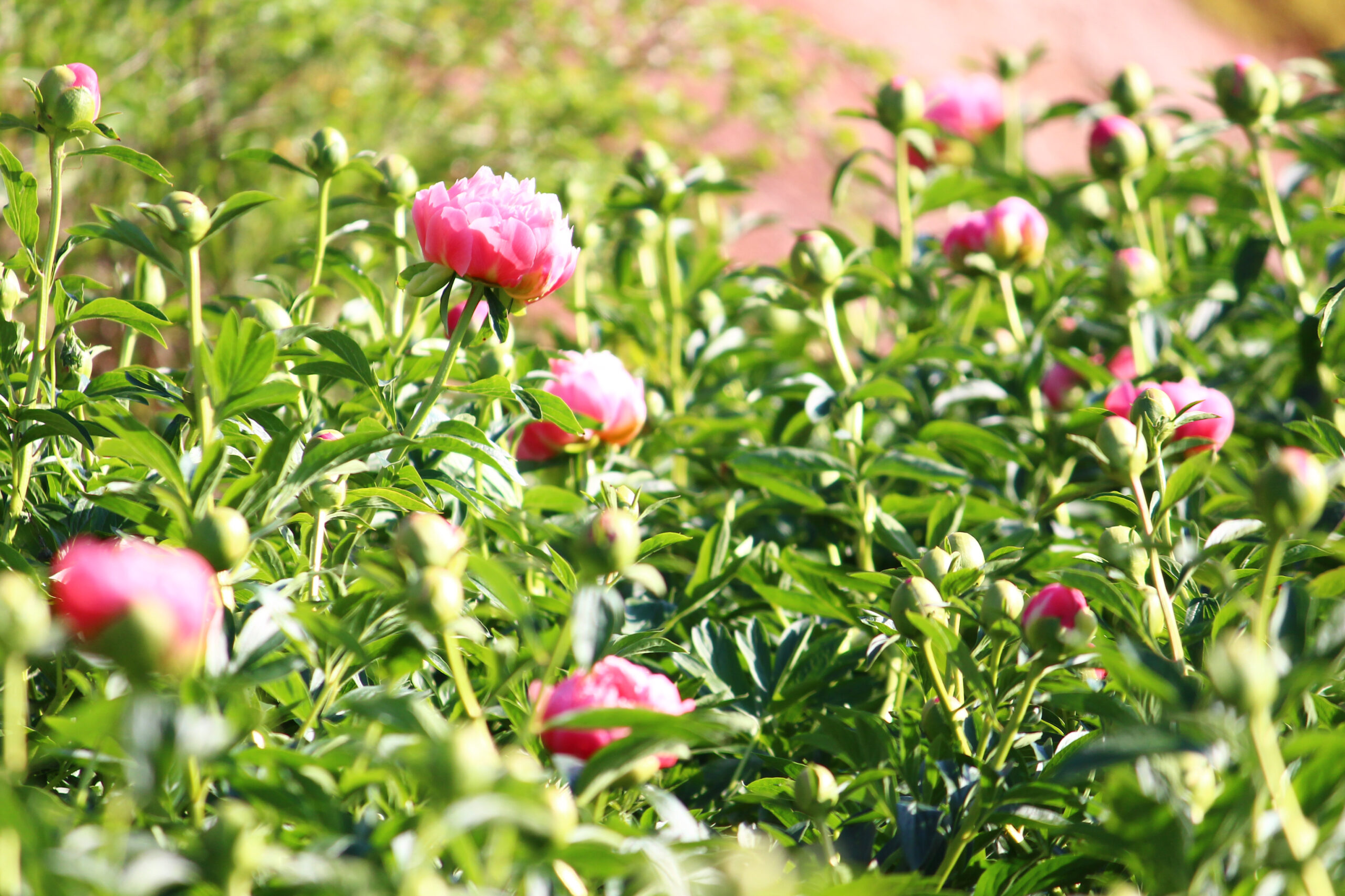 ぼたんと芍薬まつり