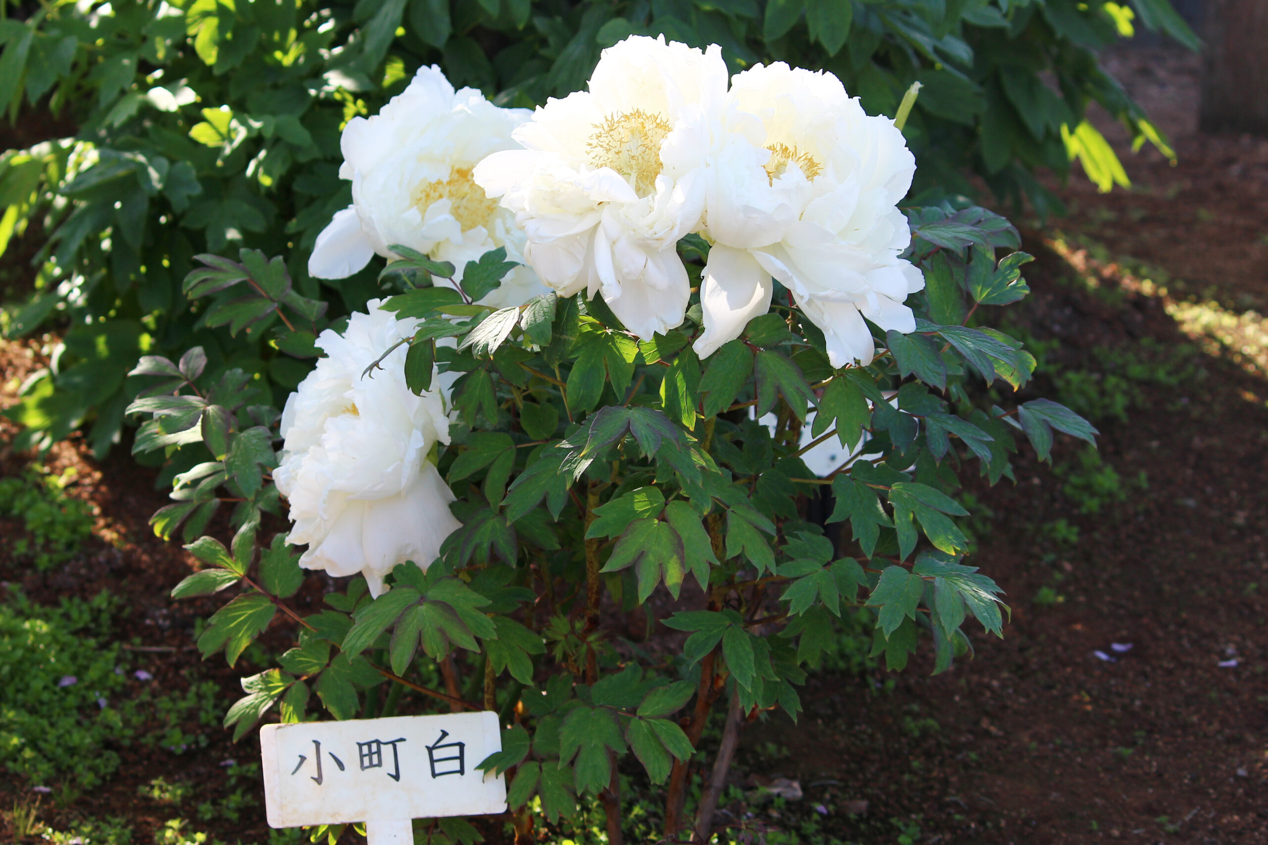 ぼたんと芍薬まつり
