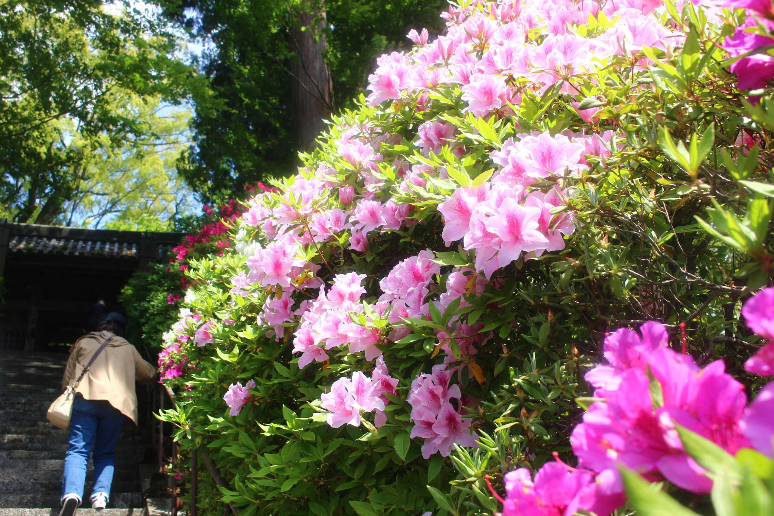 大興善寺つつじまつり