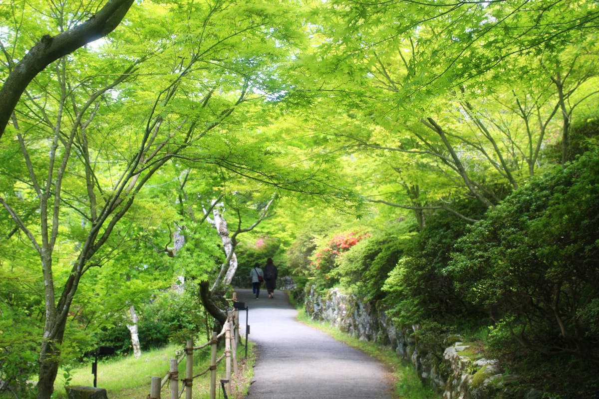 御船山楽園花まつり21 万本のつつじ 大藤に春もみじが彩り輝く空間 オマツリジャパン あなたと祭りをつなげるメディア