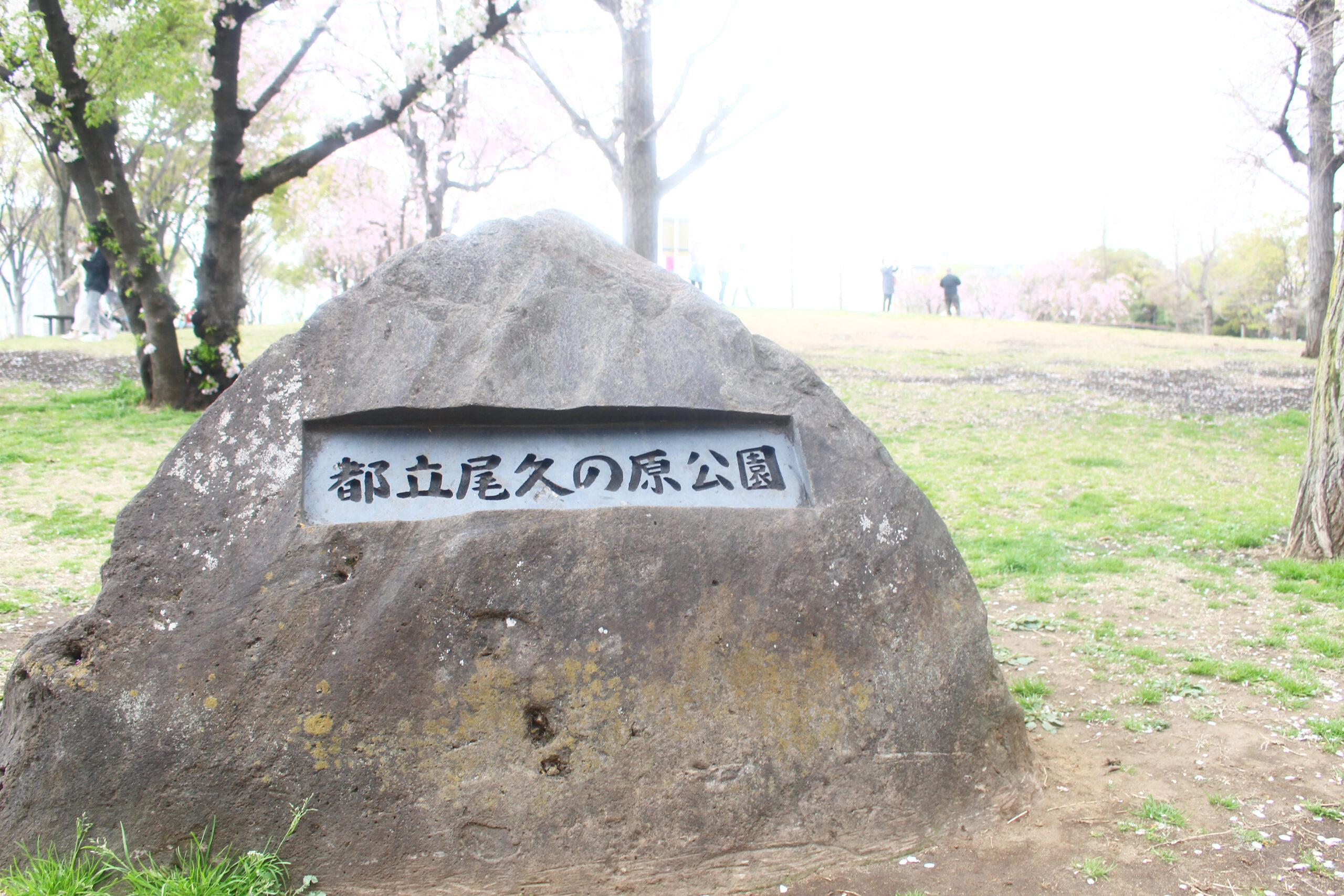 尾久の原公園の桜が見事！200本以上の桜が咲き誇る荒川区のおでかけ 