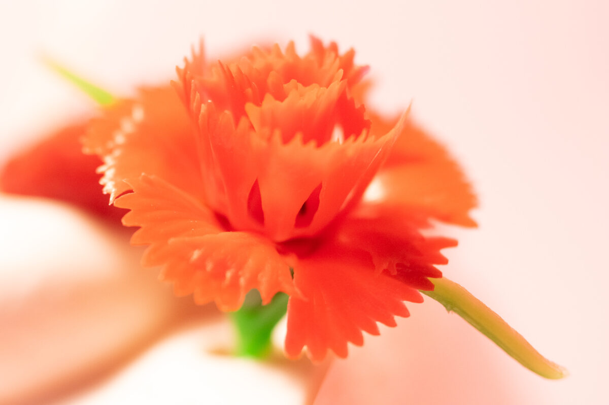 不二家の「母の日 苺のロールケーキ」