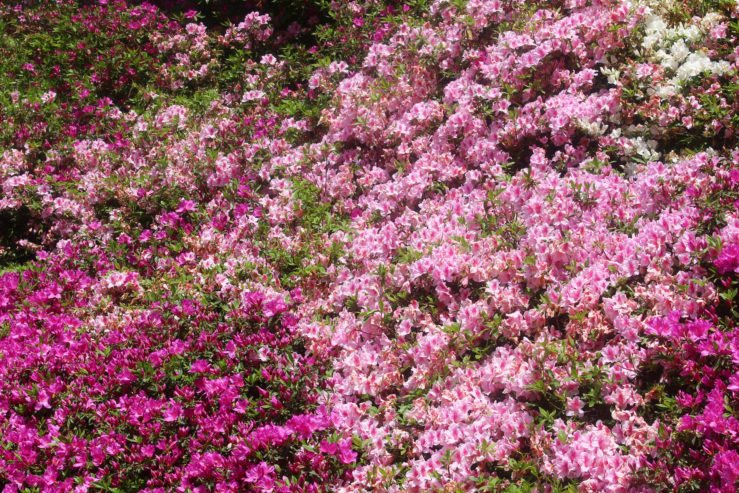 大興善寺つつじまつり