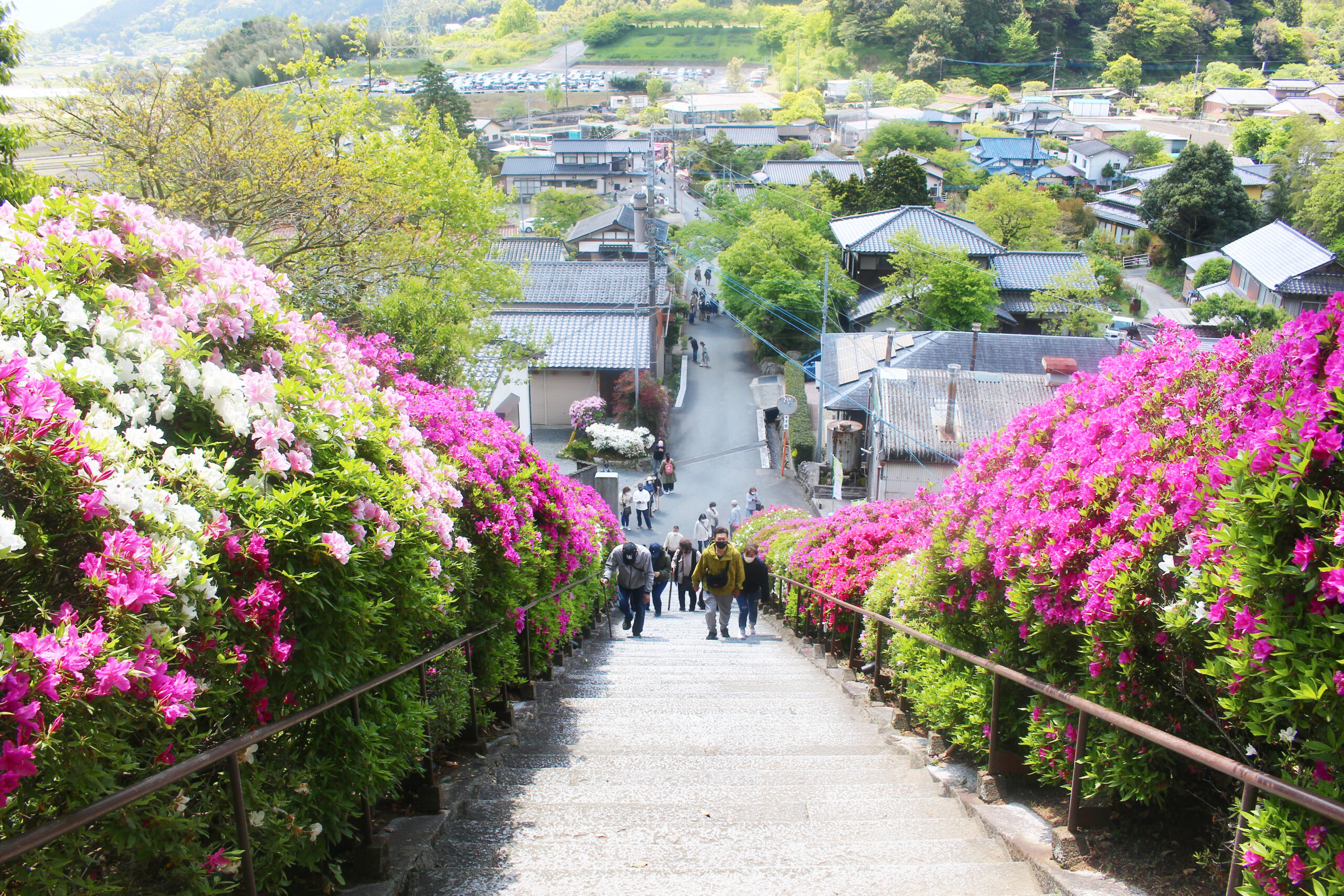 大興善寺つつじまつり
