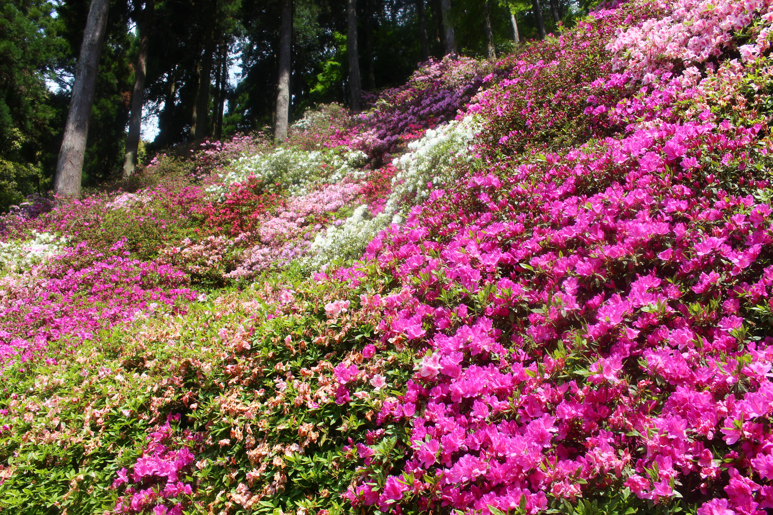 大興善寺つつじまつり