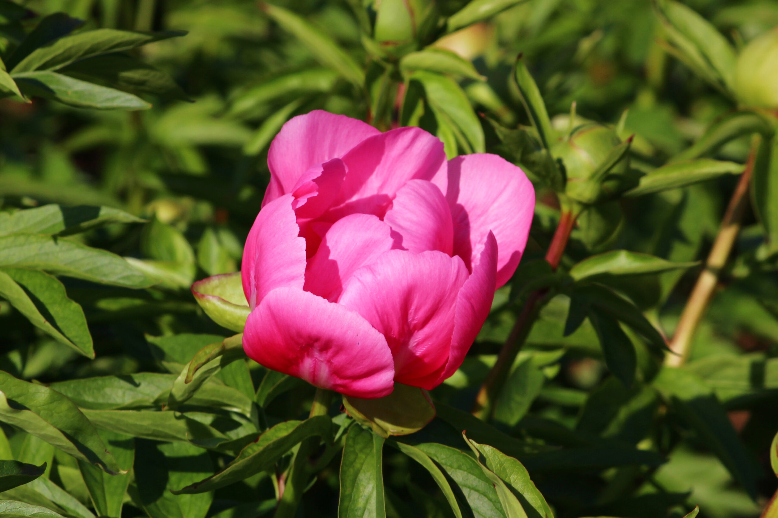 ぼたんと芍薬まつり