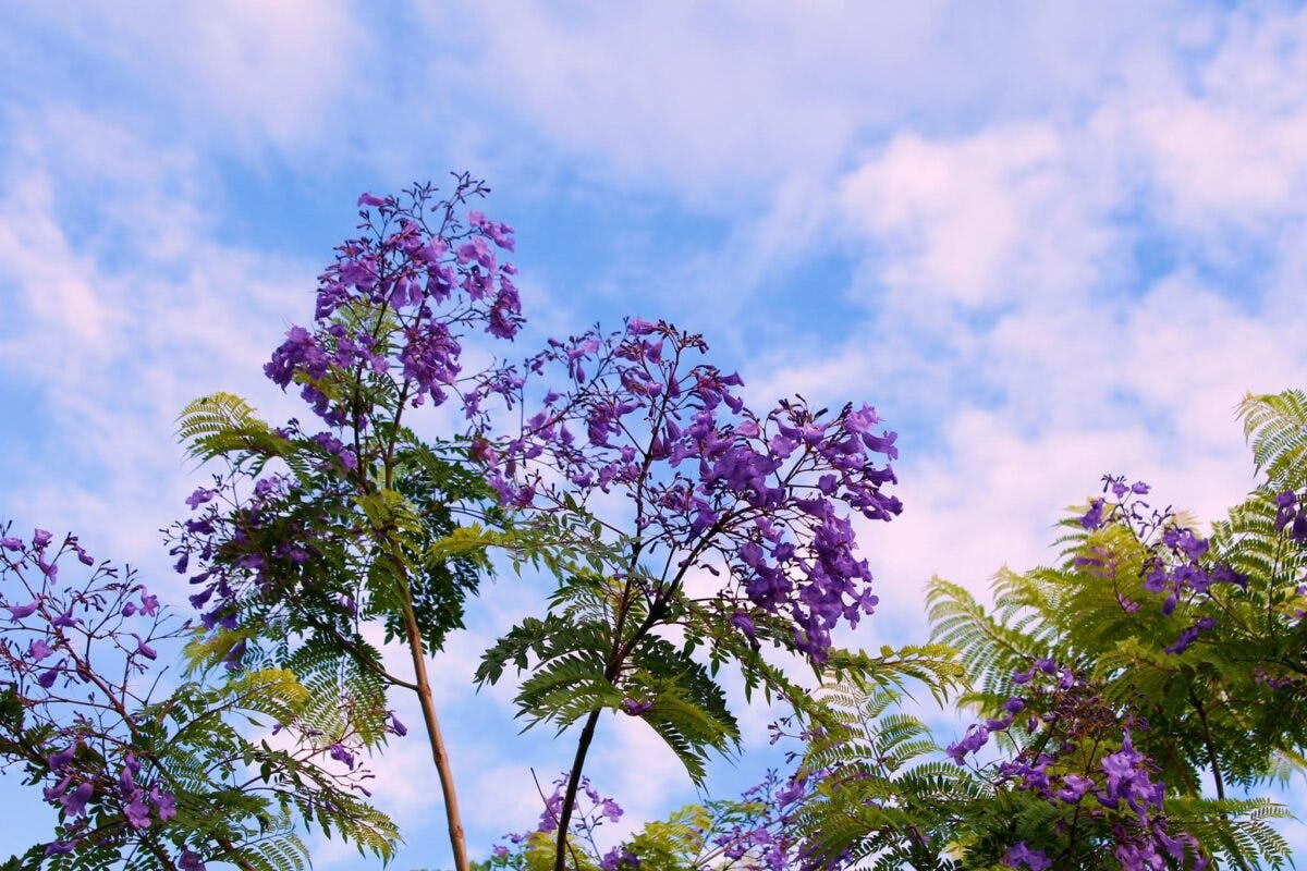 紫のシャワーを浴びてみたい 宮崎県日南市の ジャカランダまつり オマツリジャパン あなたと祭りをつなげるメディア 紫のシャワーを浴びてみたい 宮崎県日南市の ジャカランダまつり オマツリジャパン あなたと祭りをつなげるメディア