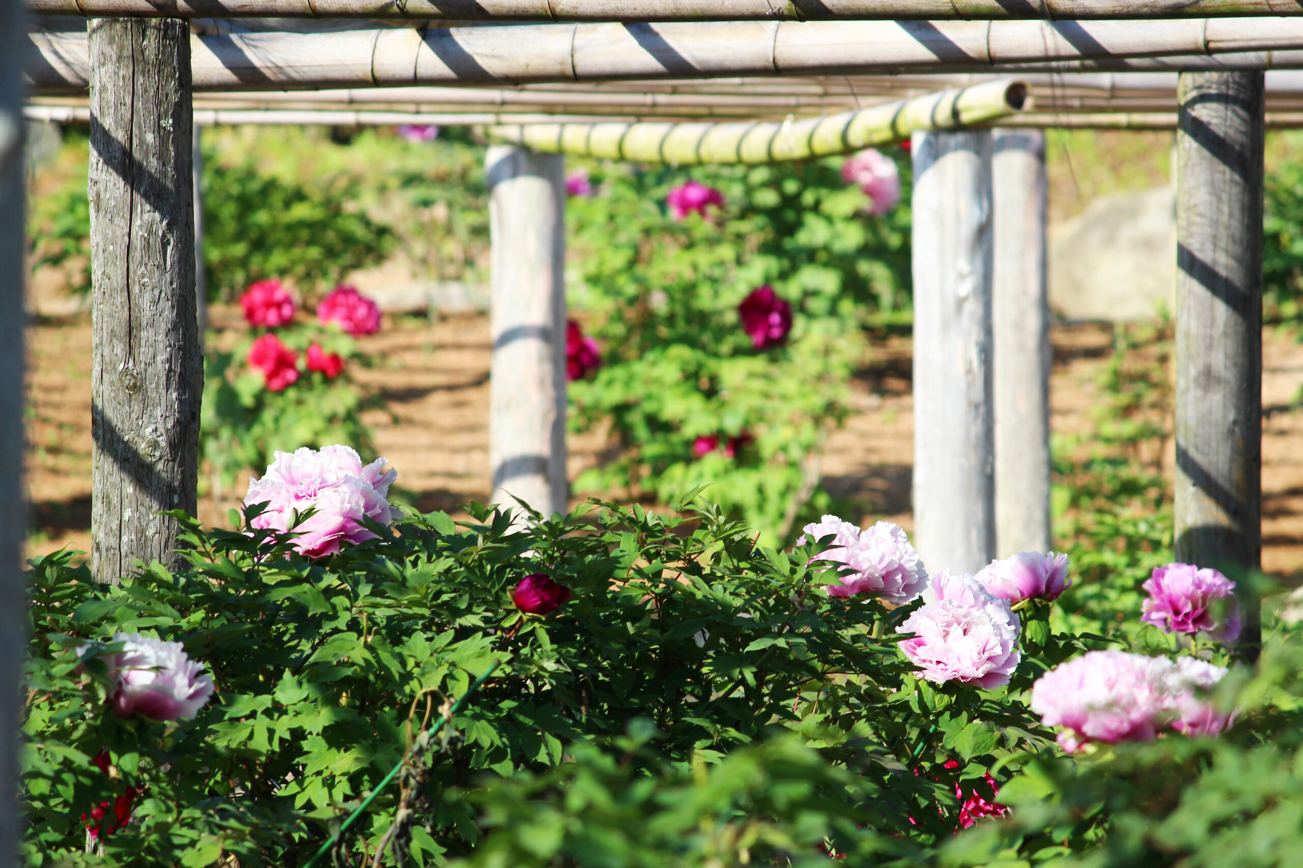 ぼたんと芍薬まつり