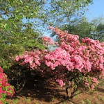 華蔵寺公園花まつりではどんな花が楽しめる？入場無料の遊園地も！
