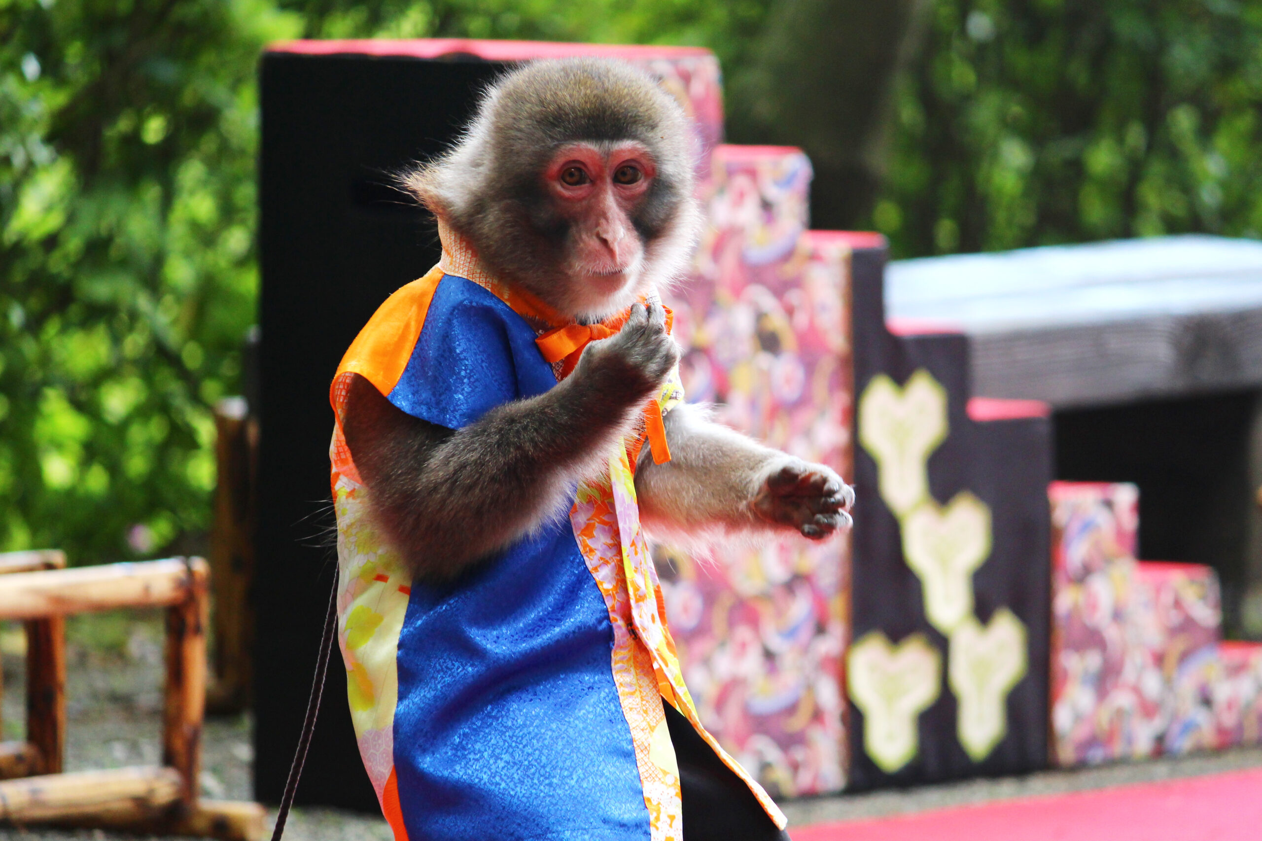 大興善寺つつじまつり