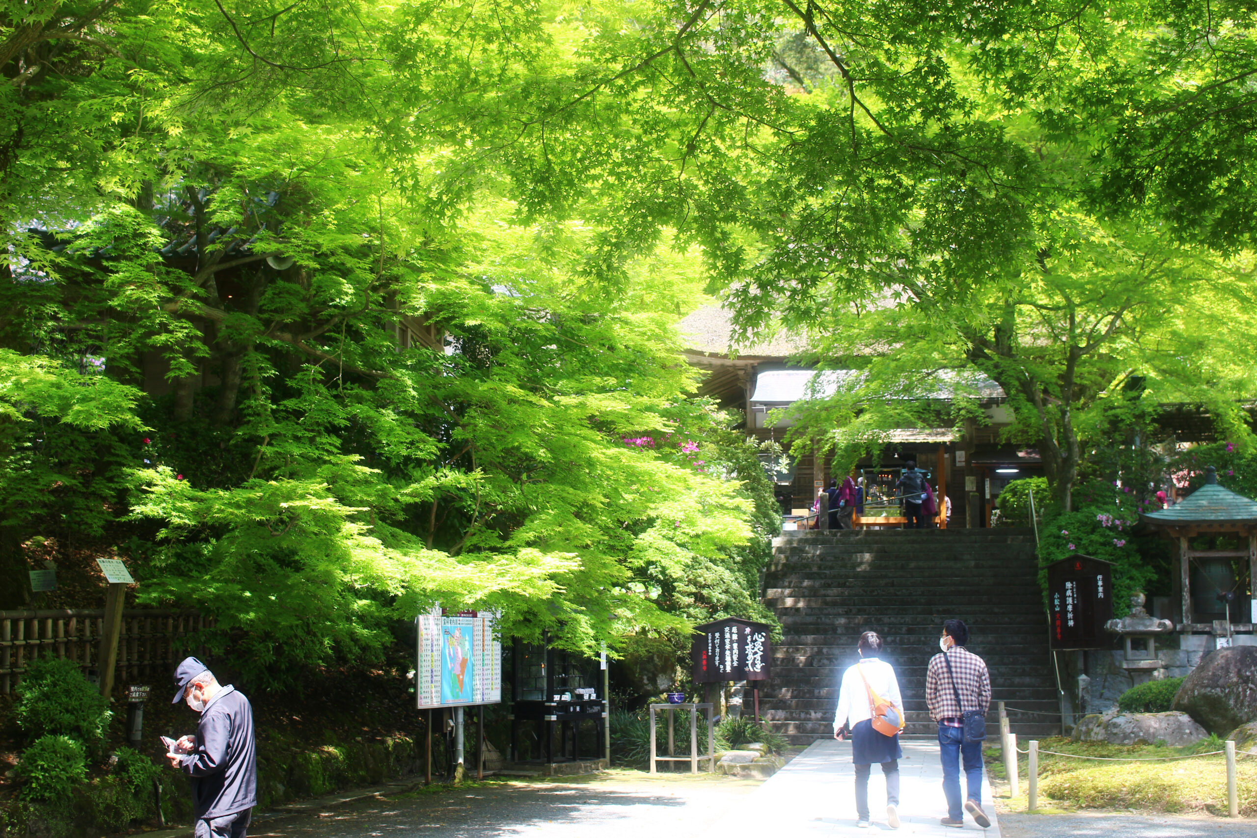 大興善寺つつじまつり