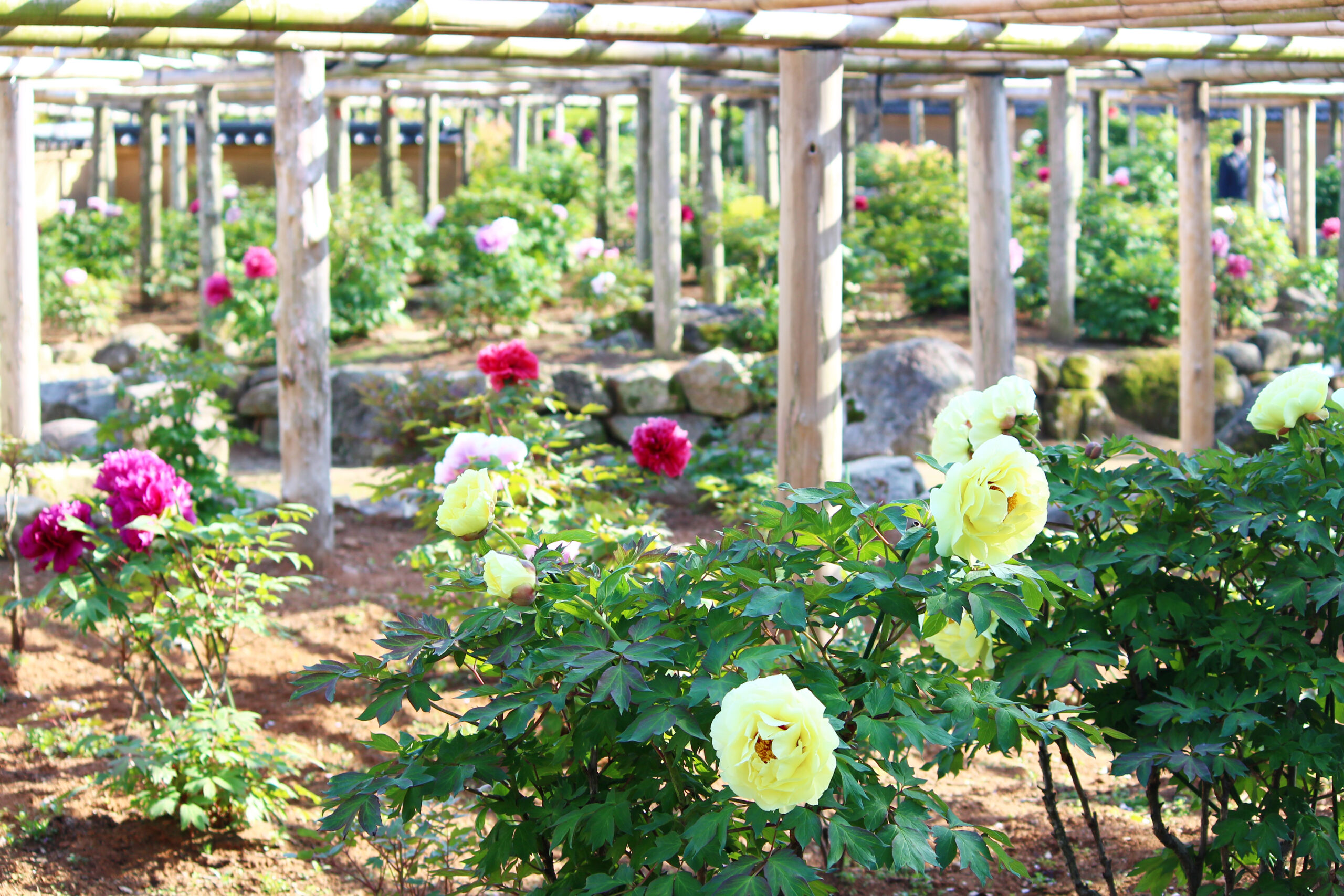 ぼたんと芍薬まつり