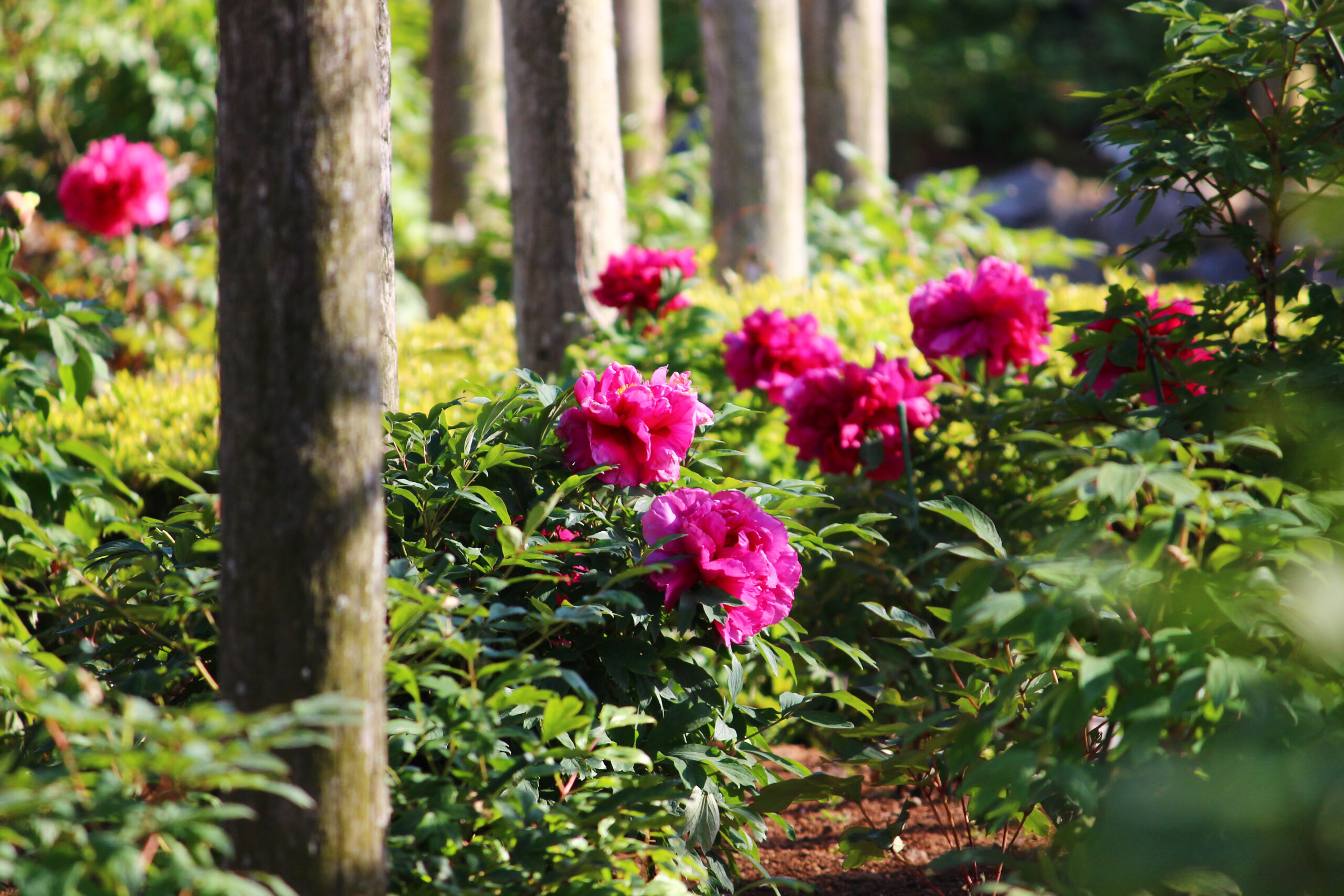 ぼたんと芍薬まつり