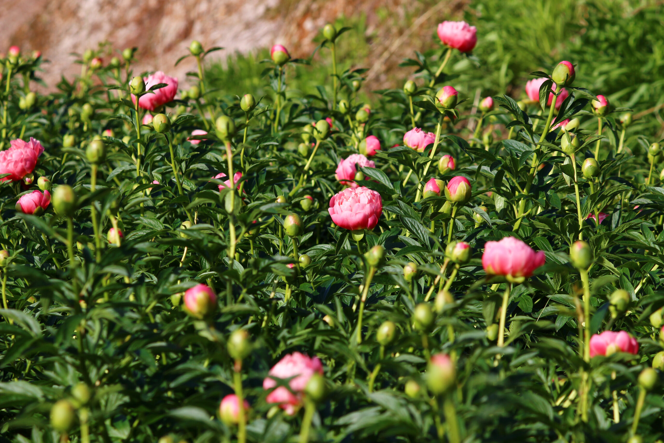 ぼたんと芍薬まつり