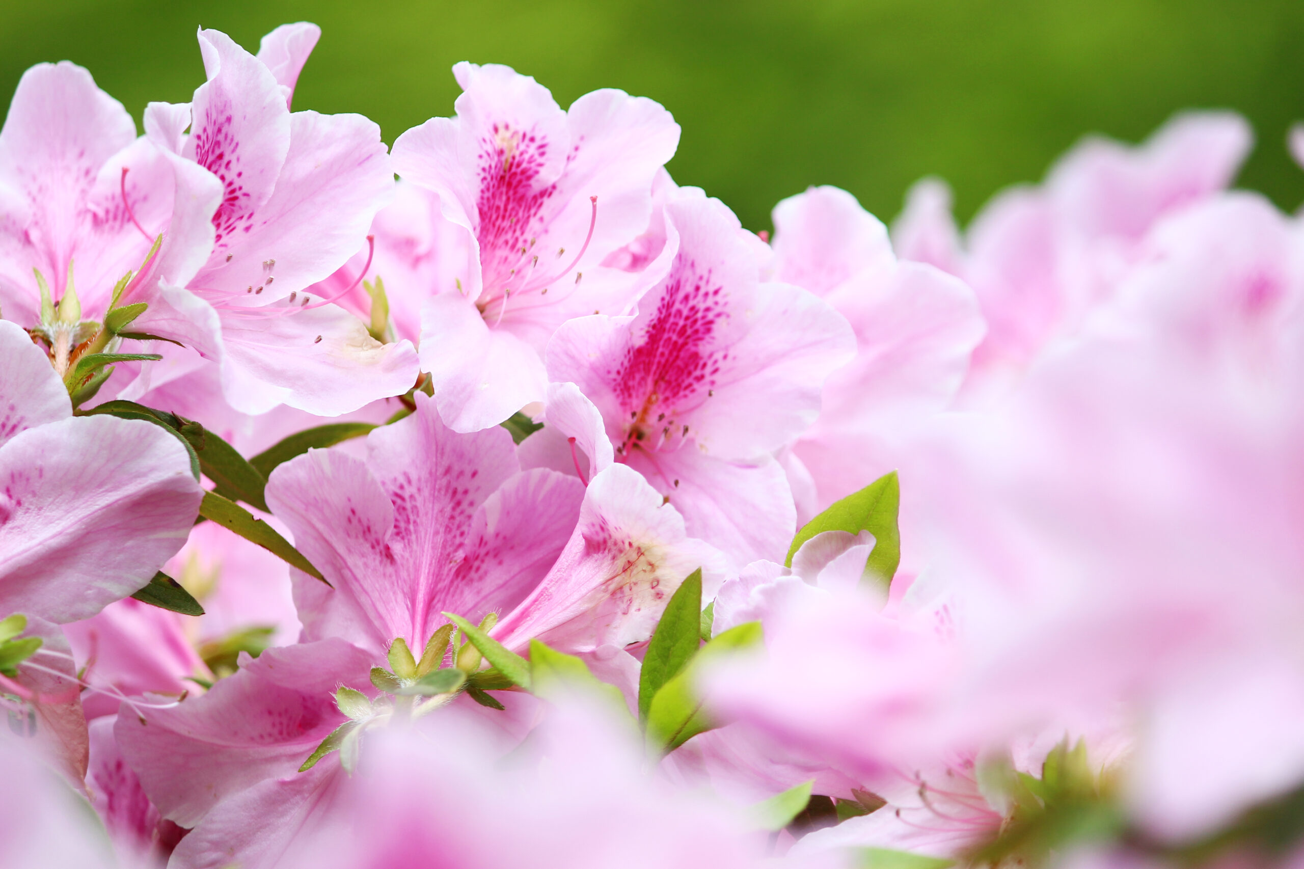 大興善寺つつじまつり