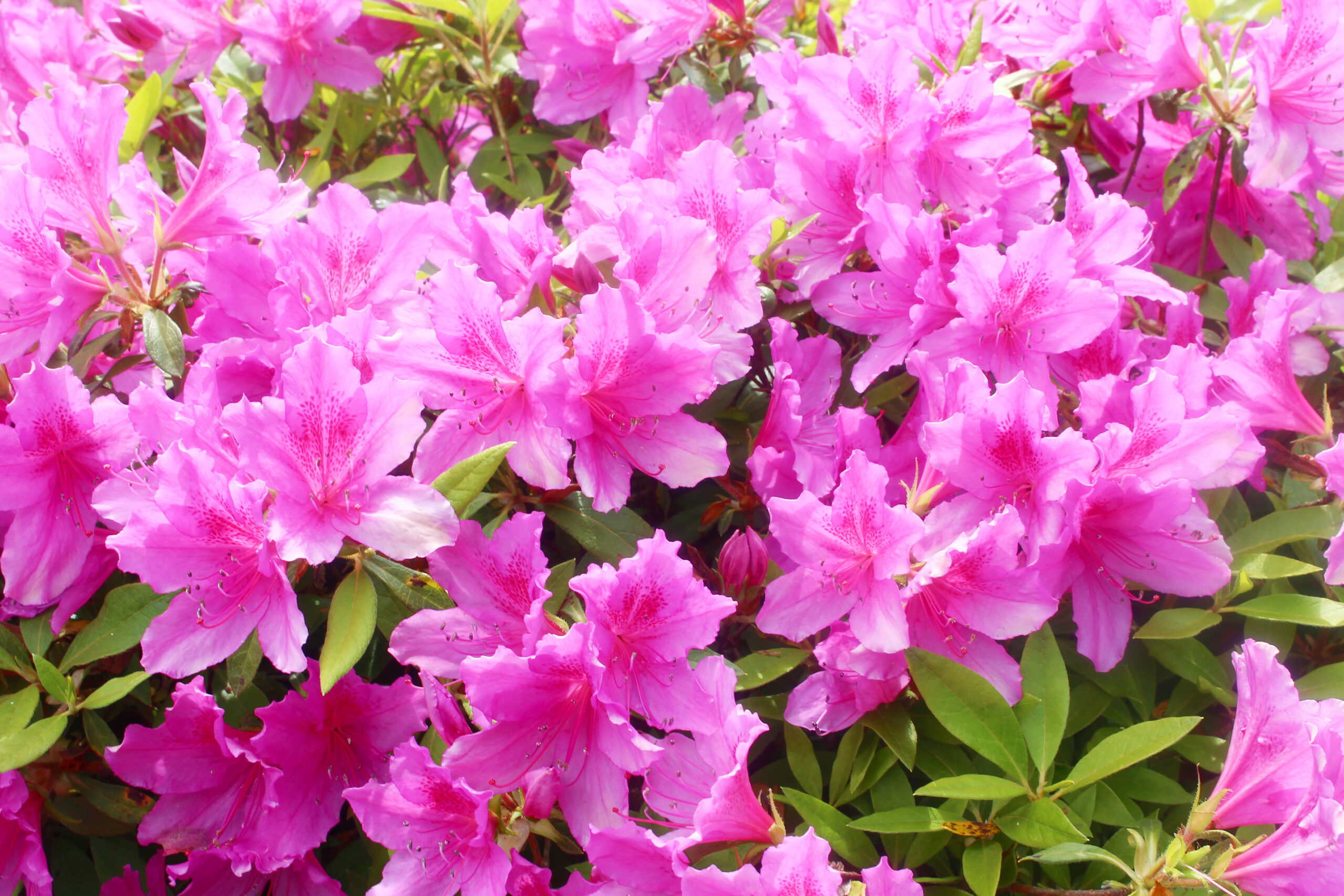 旧伊藤伝右衛門邸