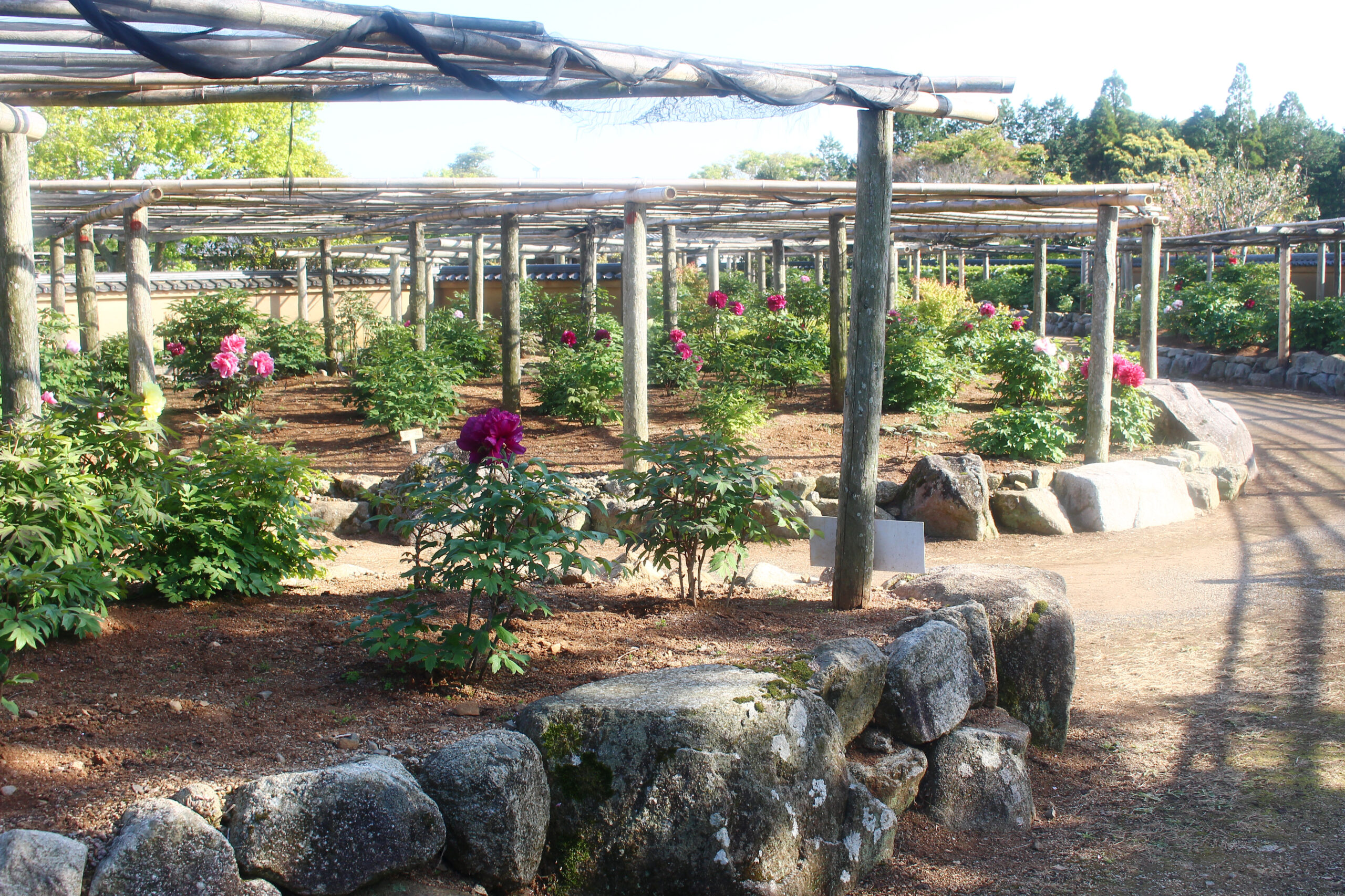 ぼたんと芍薬まつり