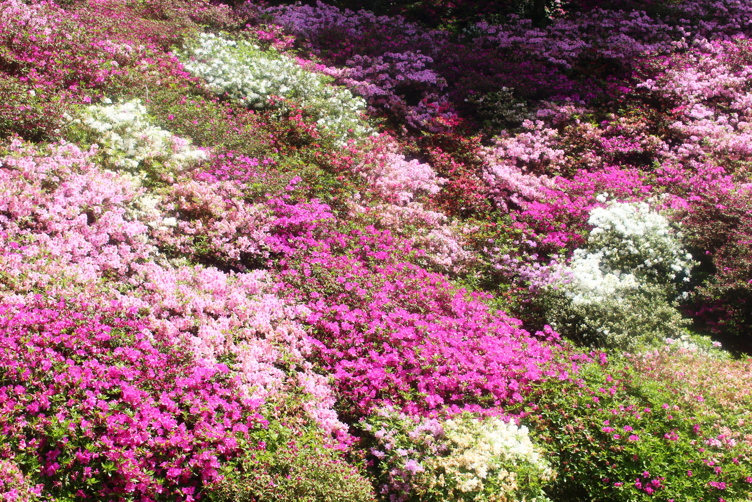 大興善寺つつじまつり