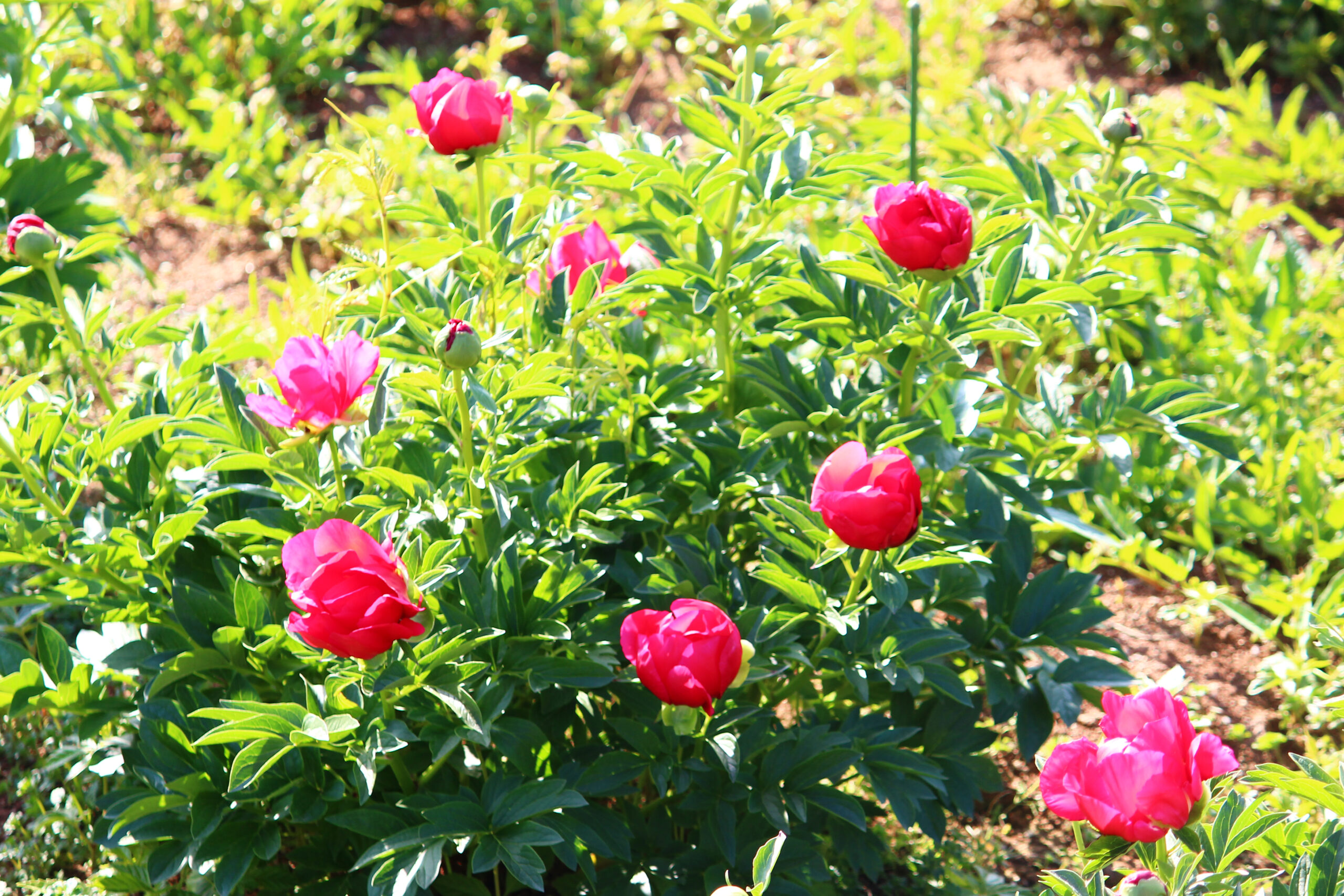 ぼたんと芍薬まつり