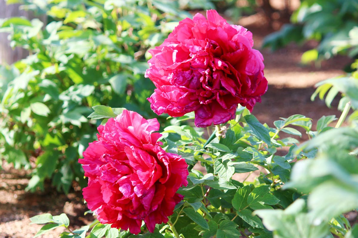 ぼたんと芍薬まつり21 九州最大級の広さで咲き誇る2種の花を唐津で見よう オマツリジャパン あなたと祭りをつなげるメディア ぼたんと芍薬まつり21 九州最大級の広さで咲き誇る2種の花を唐津で見よう オマツリジャパン あなたと祭りをつなげるメディア