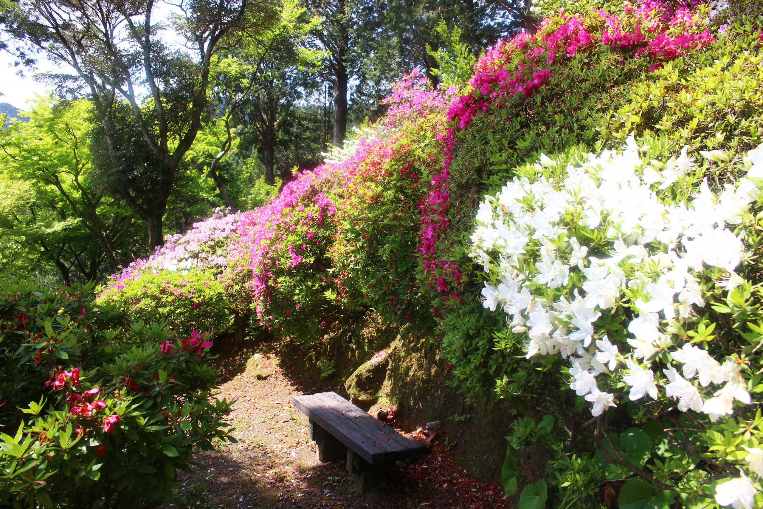 大興善寺つつじまつり