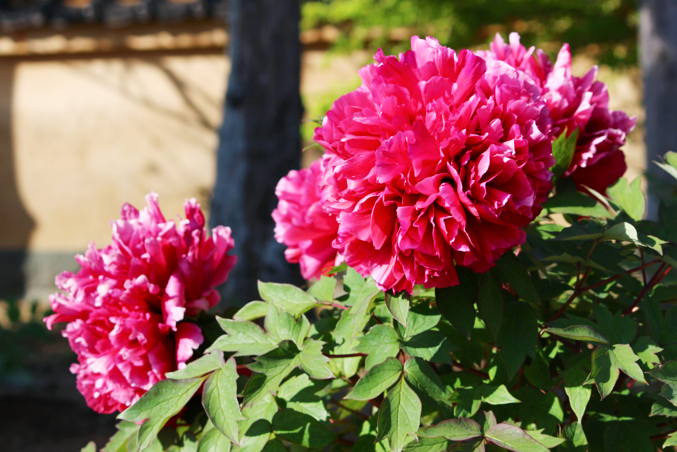 ぼたんと芍薬まつり