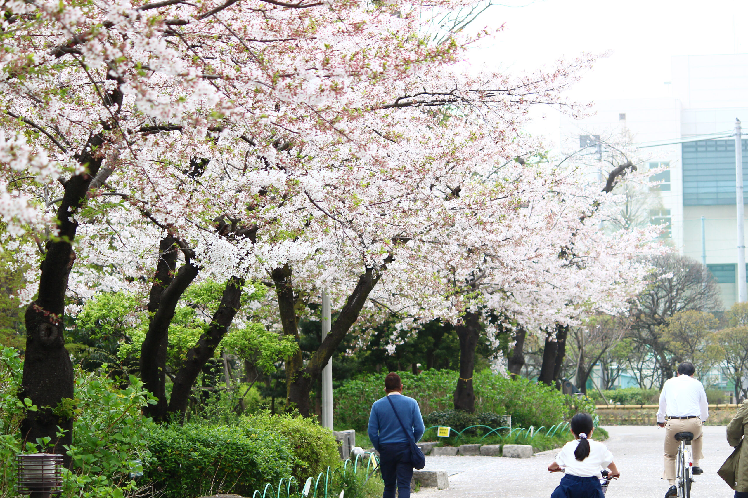 隅田公園は隅田川両岸に広がる桜の名所！オープンしたての話題の新施設 