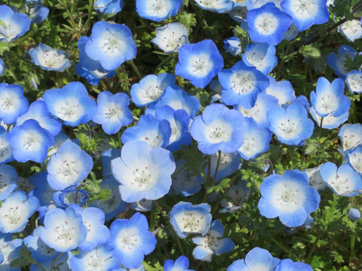 ひたち海浜公園ネモフィラハーモニーで空や海に溶込む約530万の可憐な花 オマツリジャパン あなたと祭りをつなげるメディア