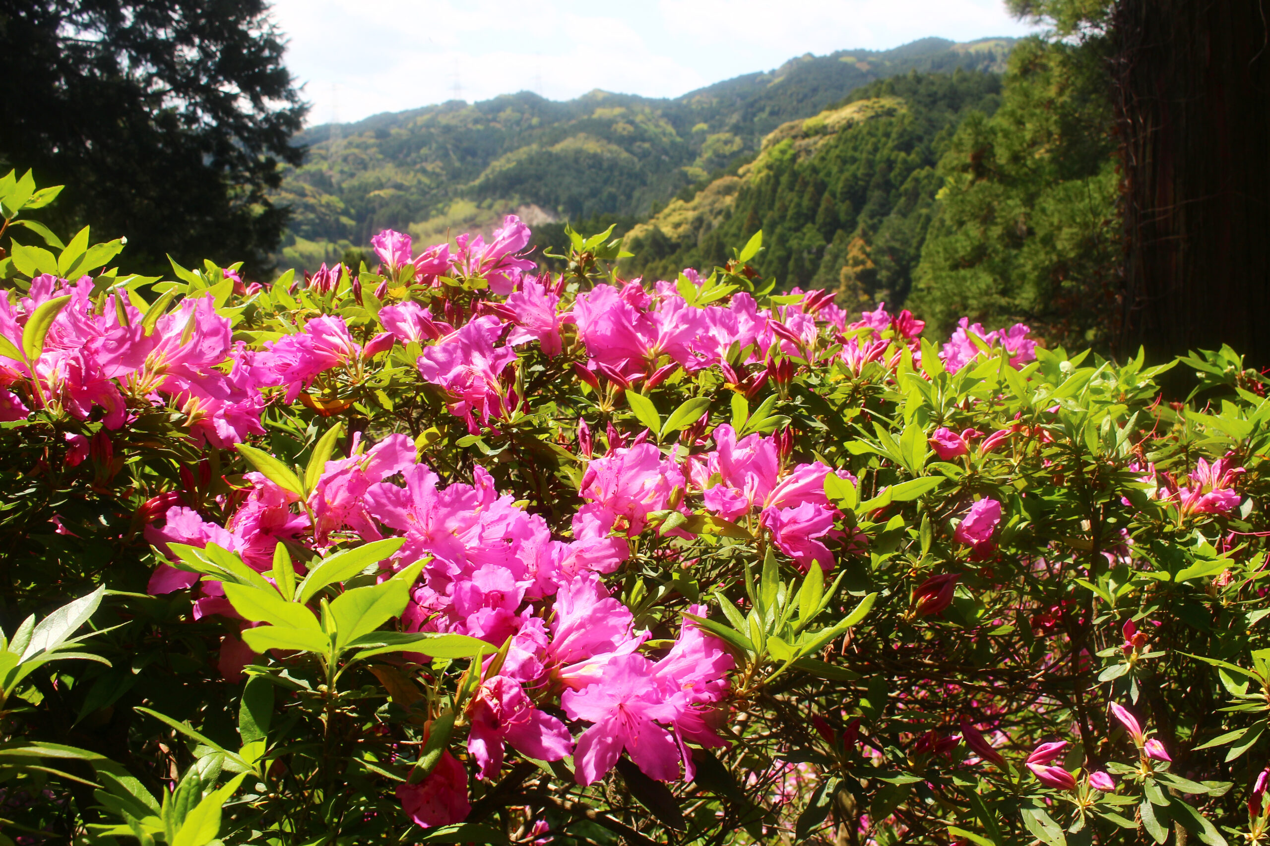 大興善寺つつじまつり