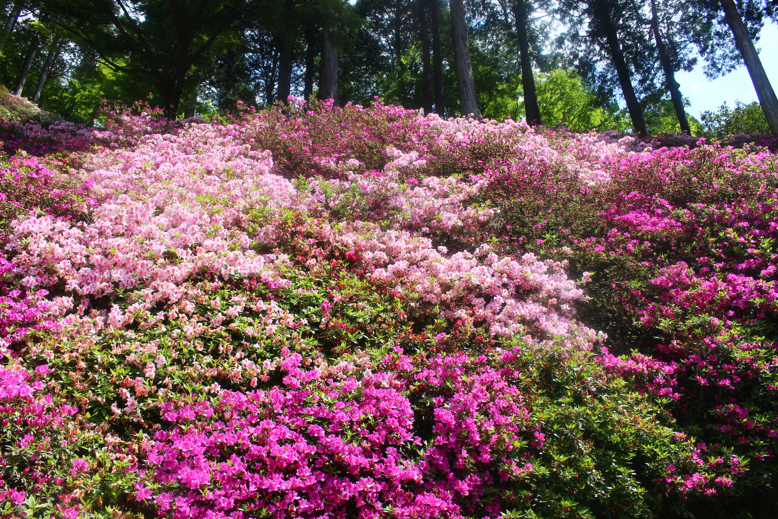 大興善寺つつじまつり
