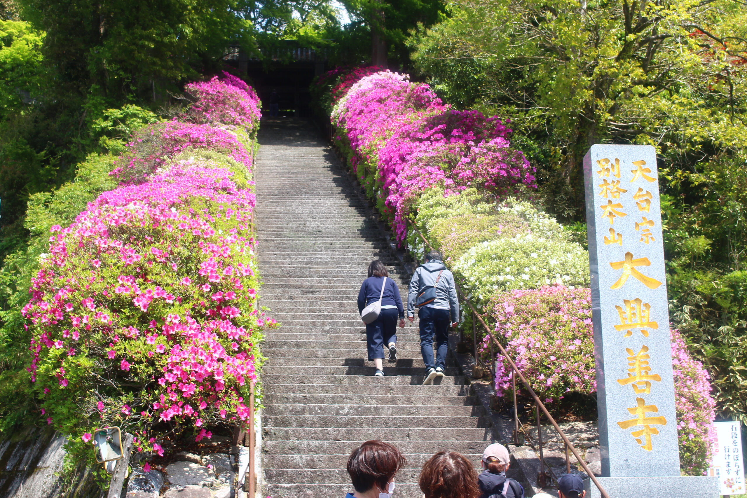 大興善寺つつじまつり