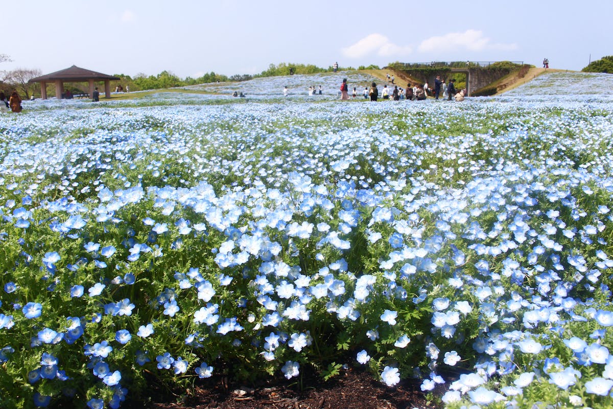 海の中道フラワーピクニック21 1万本のネモフィラが瑠璃色に広がる公園 オマツリジャパン 毎日 祭日 海の中道フラワーピクニック21 1万本のネモフィラが瑠璃色に広がる公園 オマツリジャパン 毎日 祭日