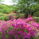 清水公園つつじまつりを彩る品種は？園内には春から初夏の花が勢揃い！