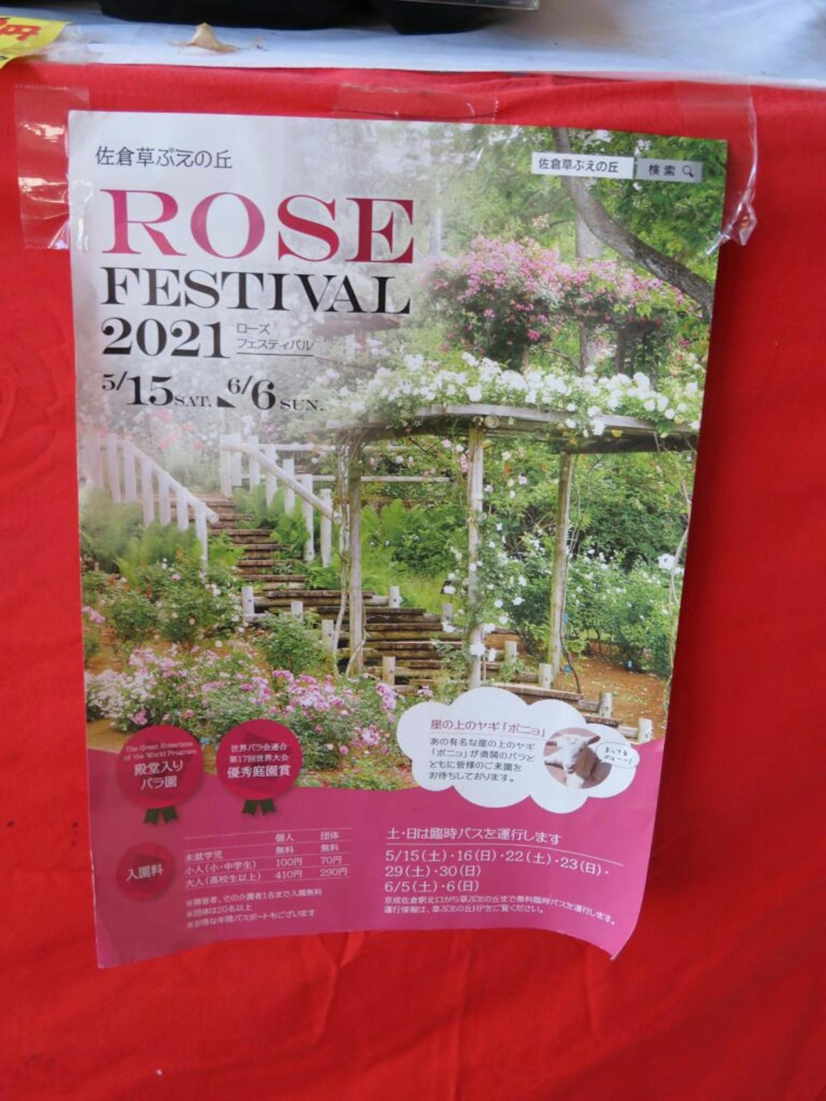 佐倉ローズフェスティバルが開催中 世界で評価されるバラの種類は オマツリジャパン 毎日 祭日