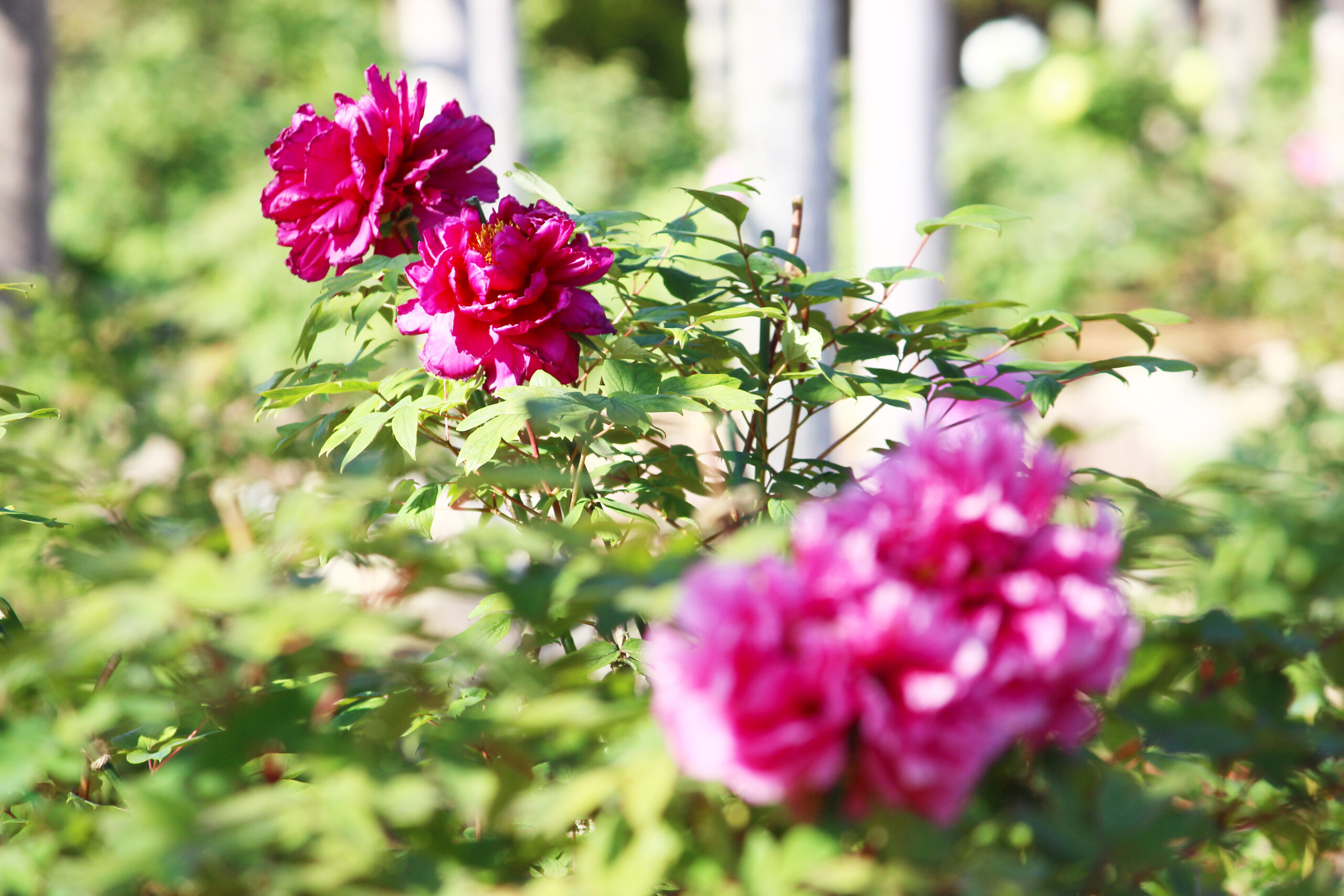 ぼたんと芍薬まつり