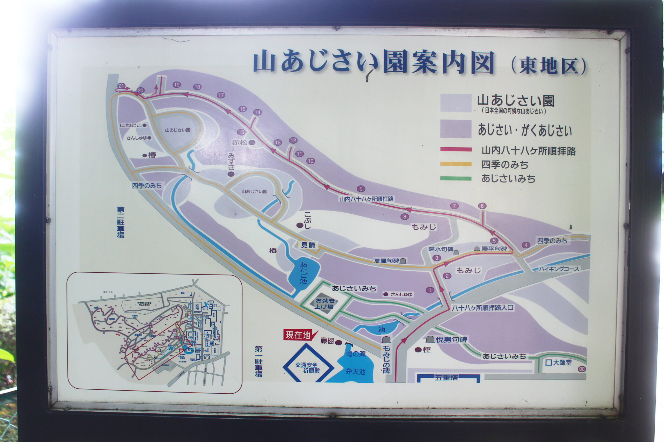 高幡不動尊あじさい