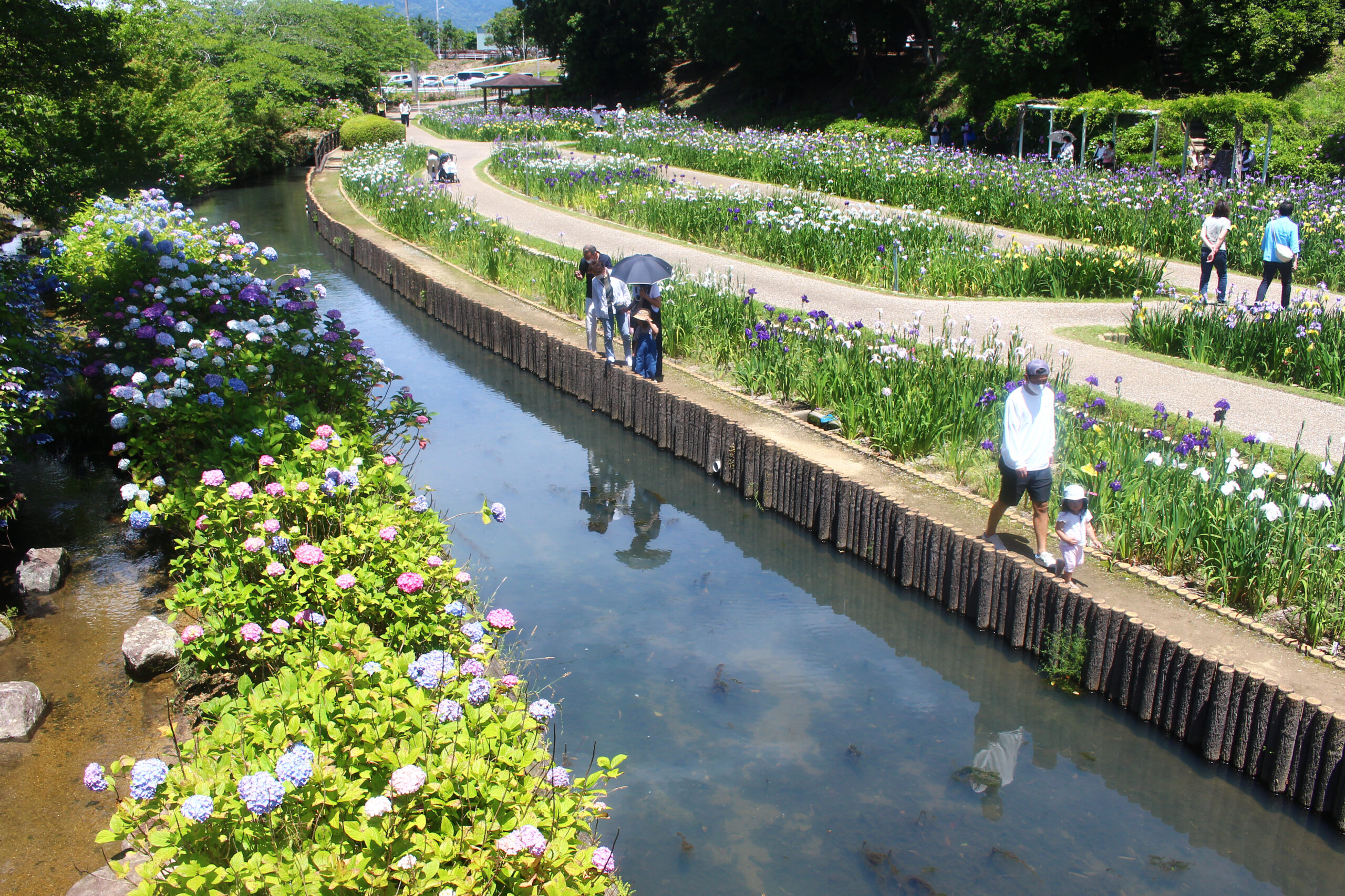 賀茂しょうぶ園